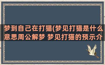 梦到自己在打猫(梦见打猫是什么意思周公解梦 梦见打猫的预示介绍)